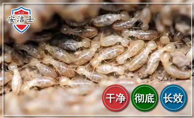 崖州区白蚁防治