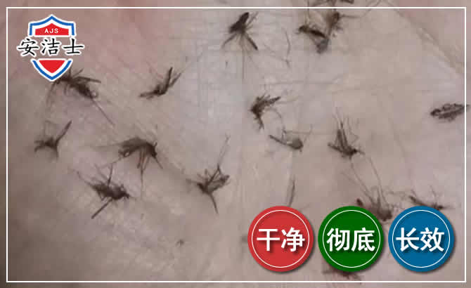 崖州区蚊子防治-灭蚊