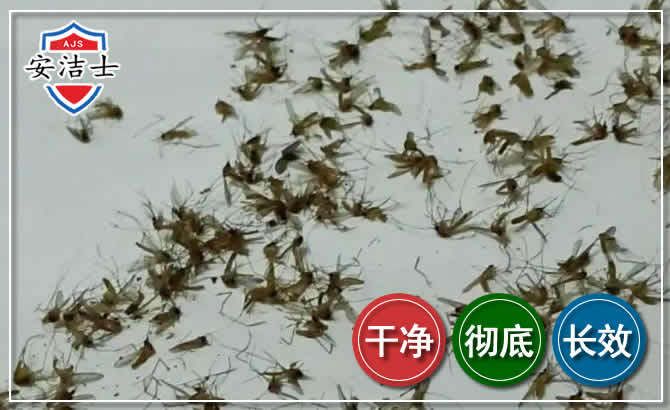 崖州区苍蝇防治-灭蝇