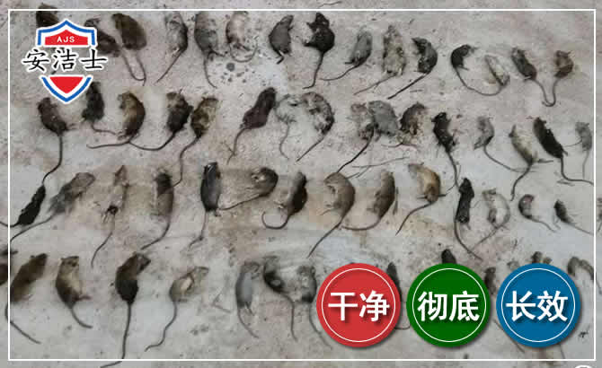 崖州区鼠害防治-灭鼠