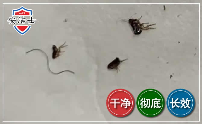 崖州区跳蚤防治-灭跳蚤