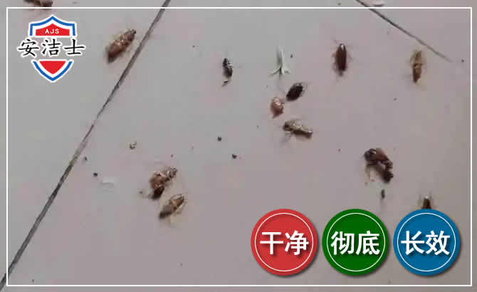 崖州区蟑螂防治-灭蟑螂