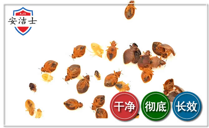 崖州区臭虫防治-消灭臭虫
